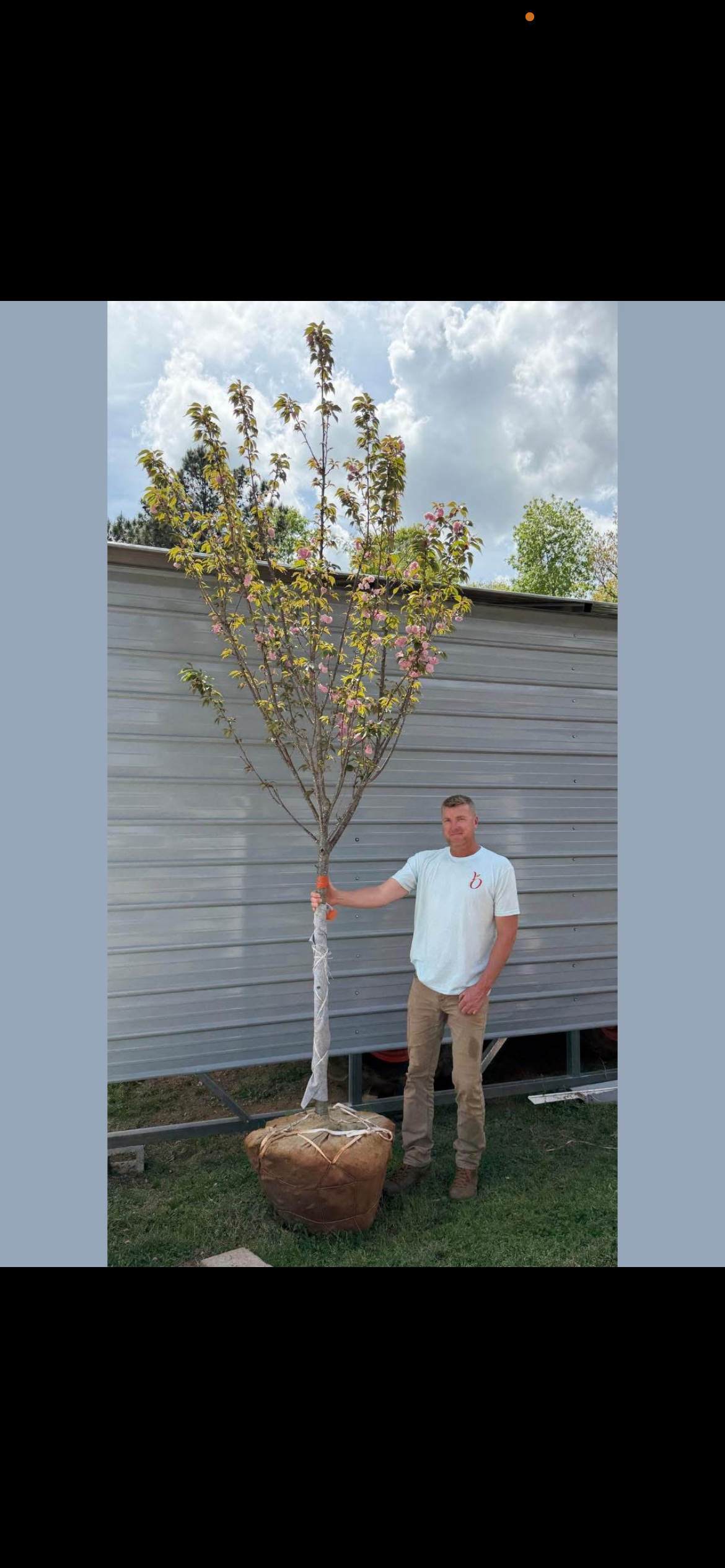 Jamie Bannister holding a flowering tree ready for planting